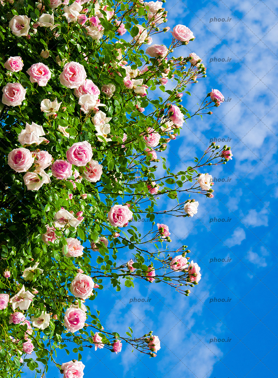 عکس با کیفیت بوته گل های رز صورتی و آسمان آبی همراه با ابر