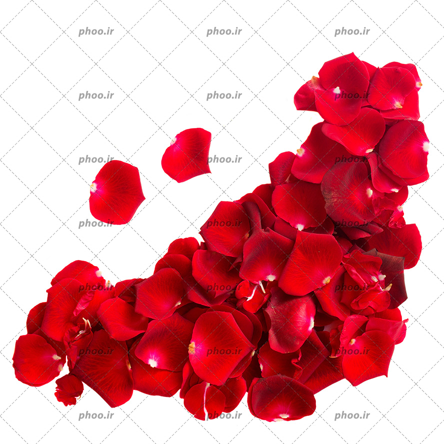 عکس با کیفیت گلبرگ های زیبای رز قرمز در کنار یکدیگر در پس زمینه سفید