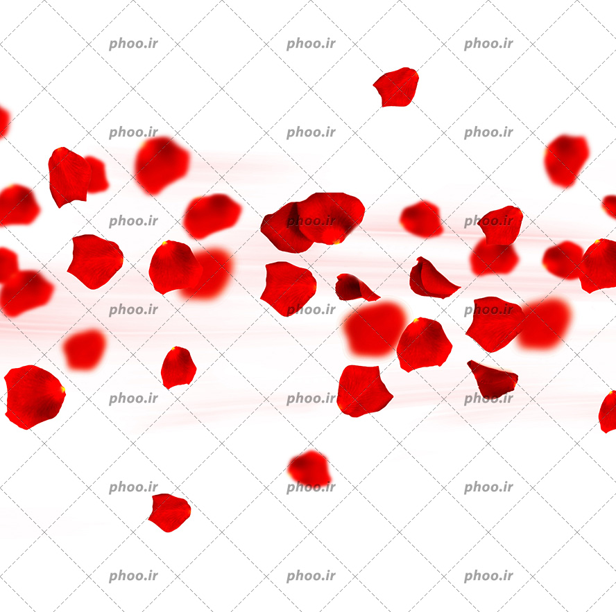 عکس با کیفیت گلبرگ های رز قرمز با شکل های مختلف در پس زمینه سفید