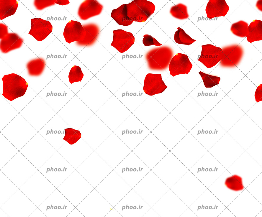 عکس با کیفیت گلبرگ های قرمز گل رز در حال فرود آمدن در پس زمینه سفید