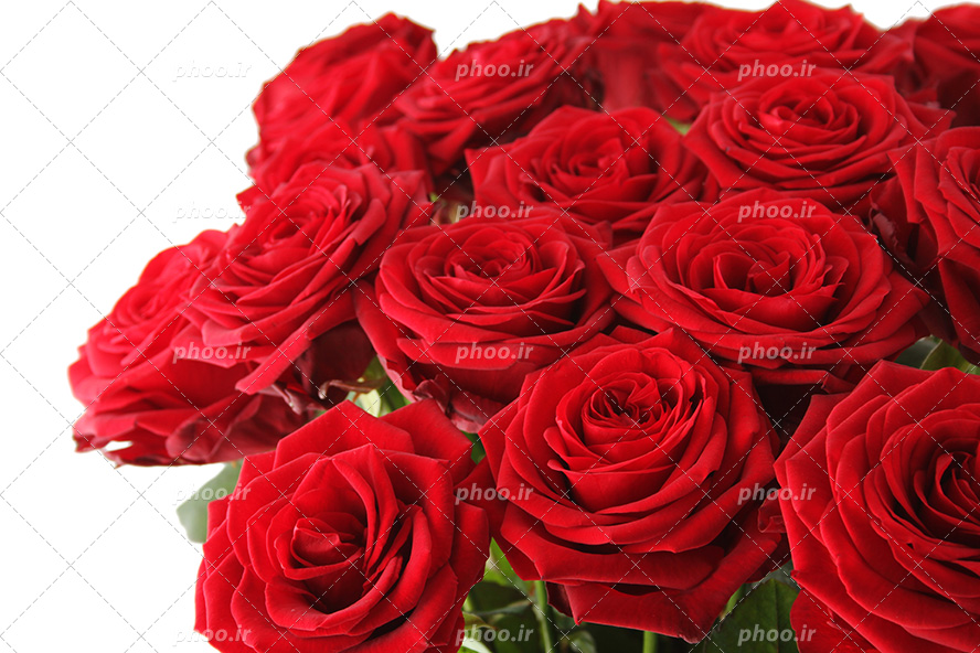 عکس با کیفیت دسته گل بسیار زیبا گل رز قرمز در پس زمینه سفید