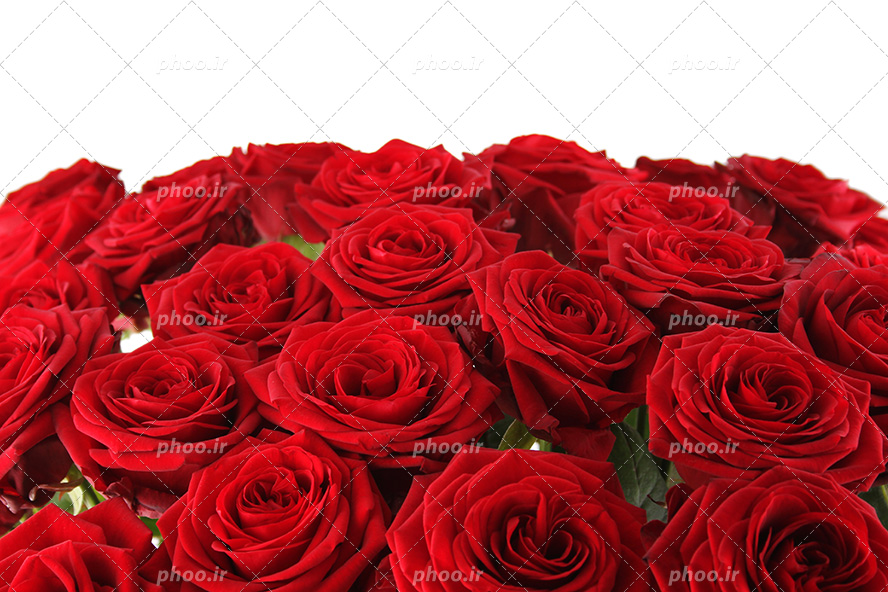 عکس با کیفیت دسته گل رز های زیبا به رنگ قرمز در پس زمینه سفید