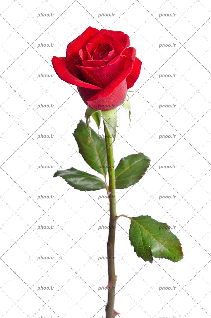 عکس با کیفیت یک شاخه گل رز قرمز در پس زمینه سفید