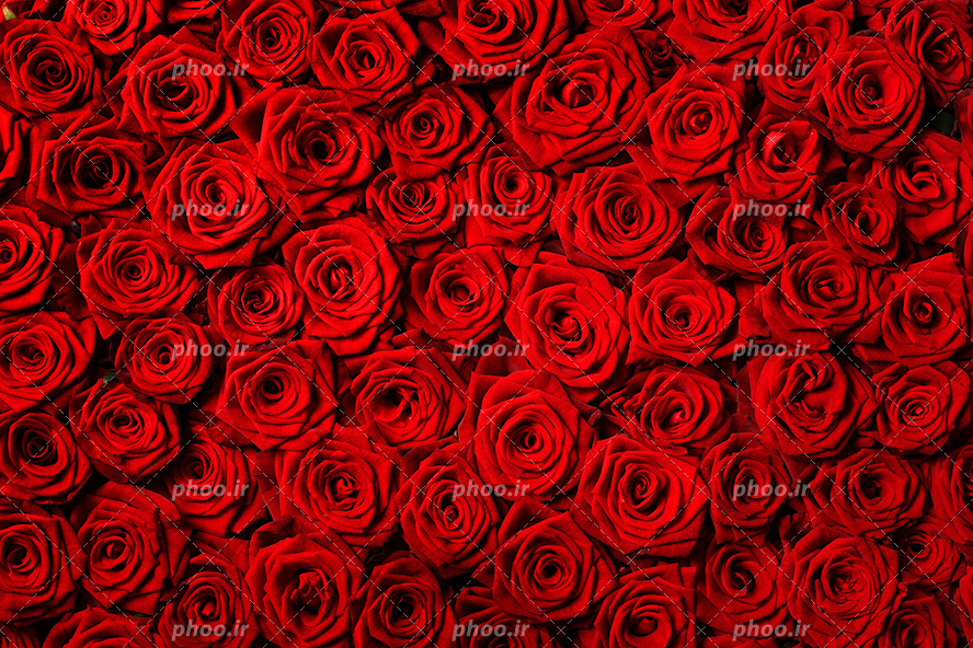 عکس با کیفیت شاخه های رز قرمز به صورت دسته ای در کنار یکدیگر