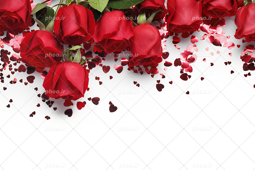 عکس با کیفیت کاغذ های رنگی به شکل قلب در کنار شاخه های رز قرمز در پس زمینه سفید