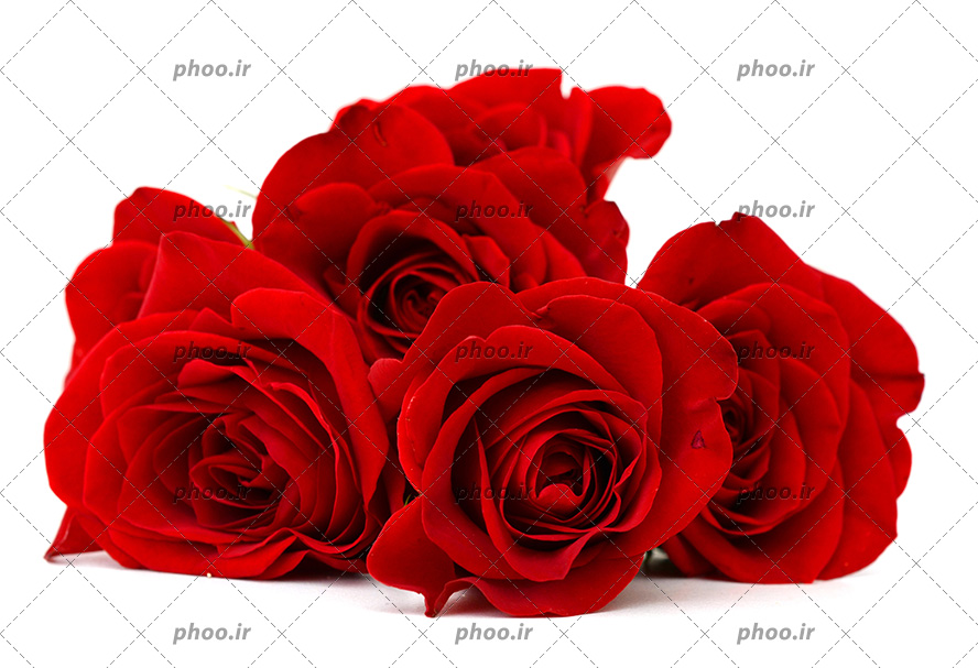 عکس با کیفیت چهار شاخه گل رز قرمز بر روی یکدیگر در پس زمینه سفید