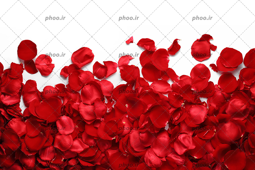 عکس با کیفیت حجم زیادی از گلبرگ های گل رز قرمز در پس زمینه سفید