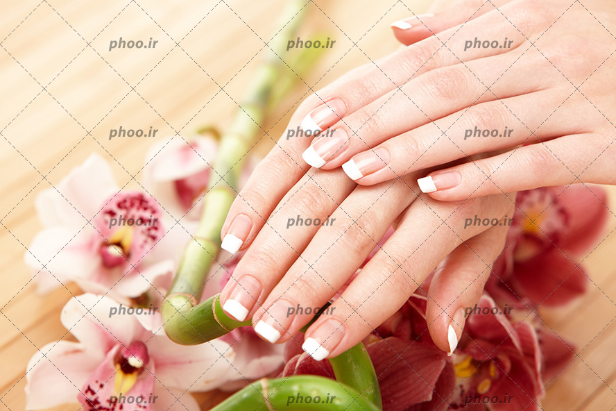 عکس با کیفیت دستان زیبای زن با ناخن های فرنچ شده و قرار گرفتن دست ها بر روی گل های زیبا یکدیگر