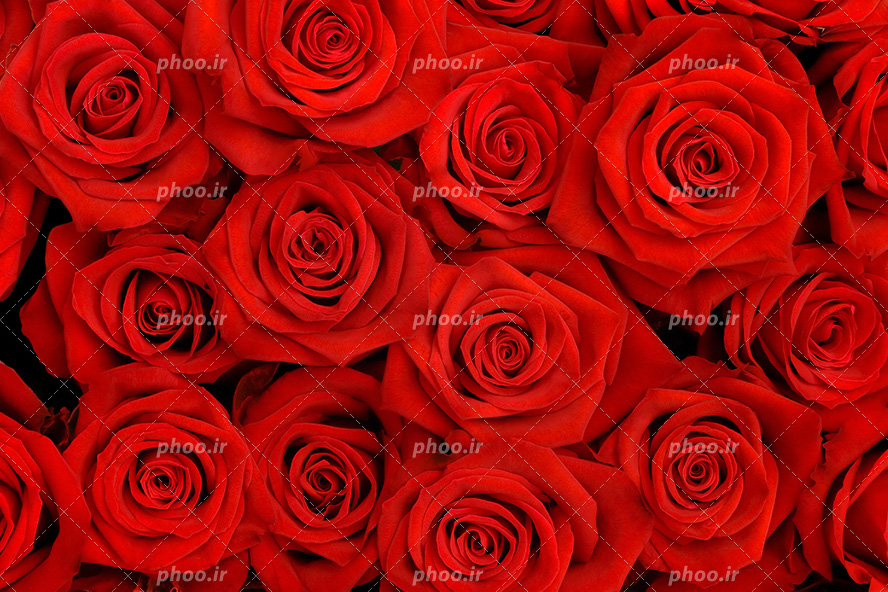 عکس با کیفیت شاخه های گل رز چیده شده در کنار یکدیگر به شکل دسته گل