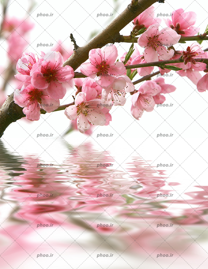 عکس با کیفیت آب جاری شده در پایین درخت شکوفه های زیبا و انعکاس تصویر شکوفه ها در آب