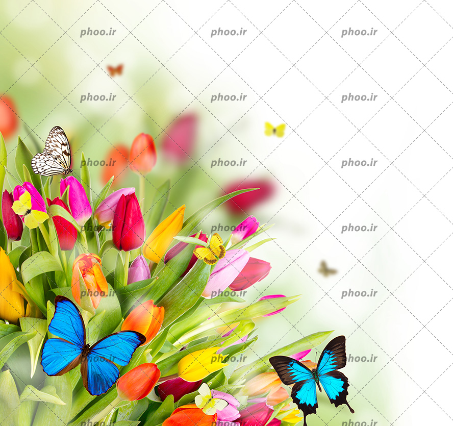 عکس با کیفیت پروانه های آبی زیبا بر روی گل های لاله ی رنگارنگ زیبا