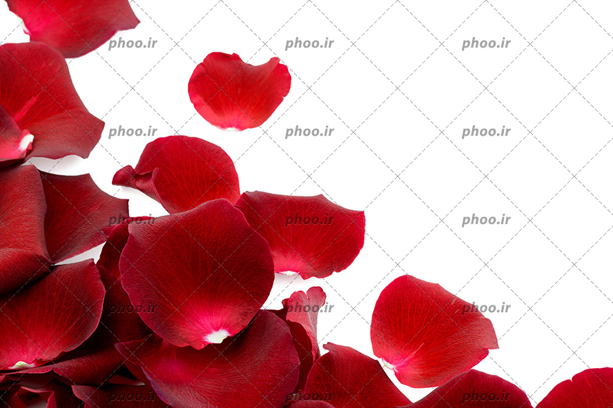 عکس با کیفیت گلبرگ های گل رز به رنگ قرمز از نمای نزدیک