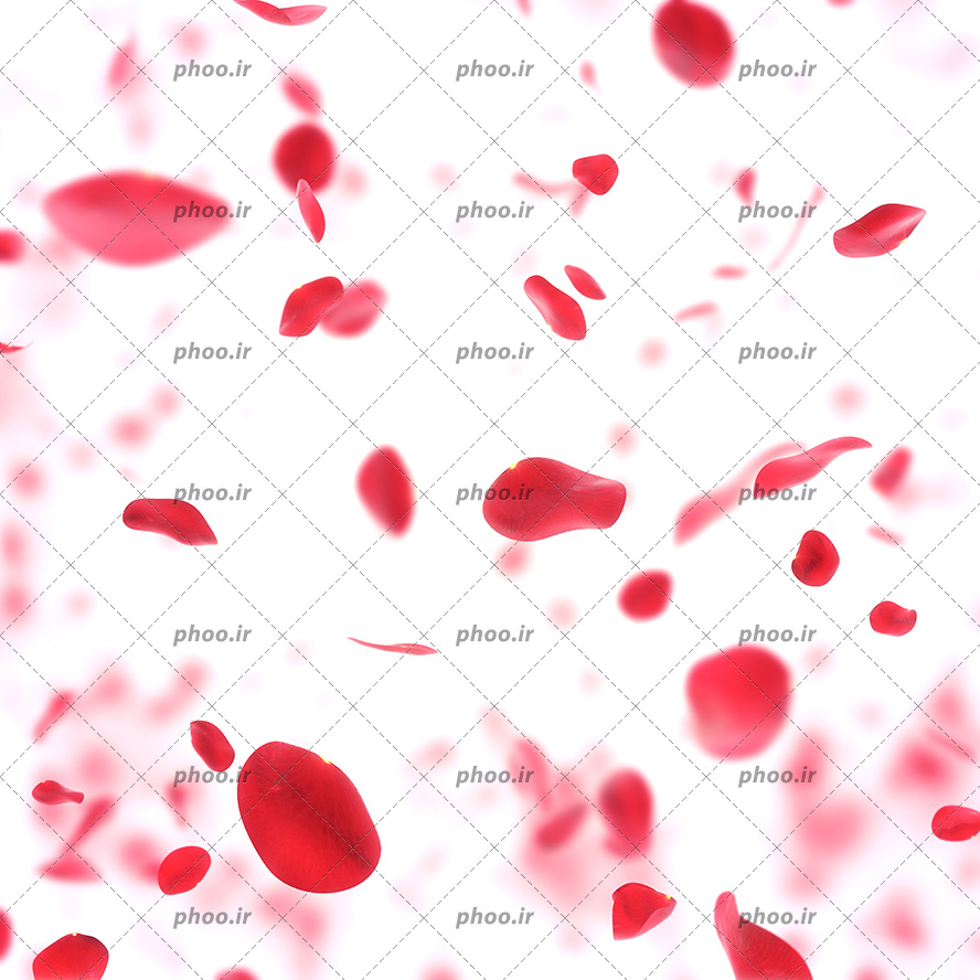 عکس با کیفیت بارانی از گلبرگ های گل رز قرمز در پس زمینه سفید