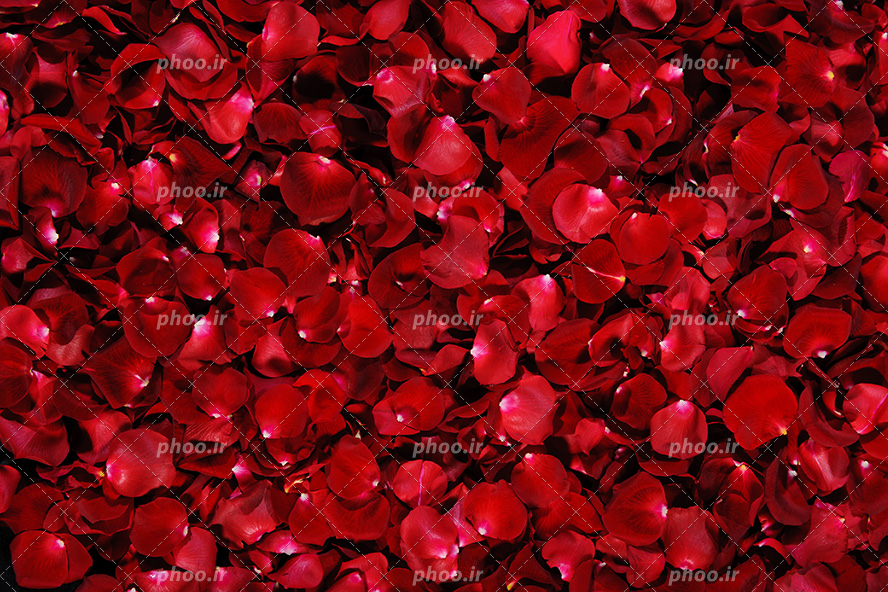 عکس با کیفیت صفحه پوشیده شده از گلبرگ های گل رز قرمز