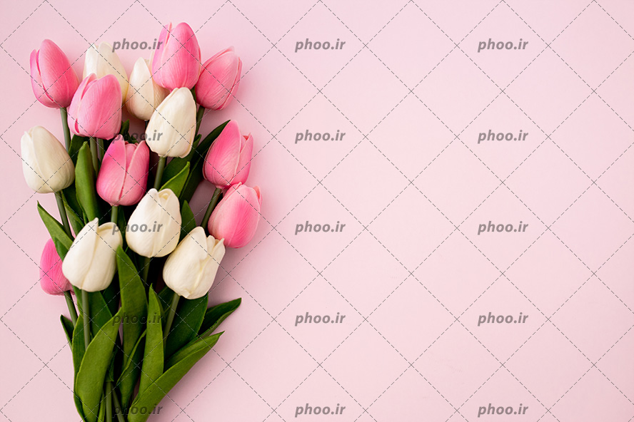 عکس با کیفیت دسته گل گل های لاله سفید و صورتی در پس زمینه صورتی رنگ