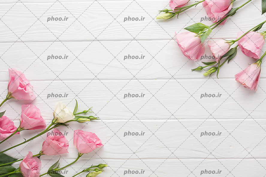 عکس با کیفیت گل های صورتی زیبا همراه با برگ در هر دو گوشه کادر به شکل قاب مناسبب کارت تبریک و کارت پستال