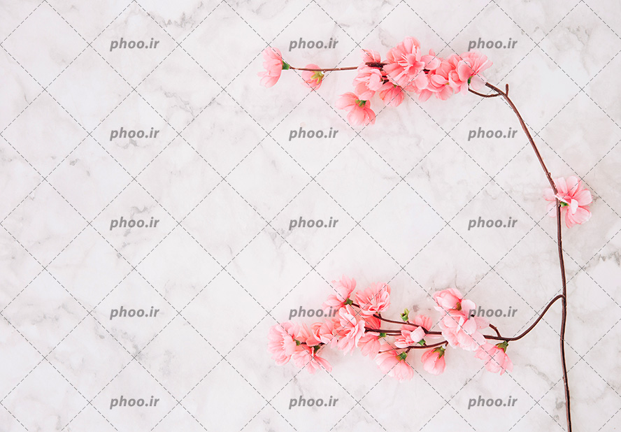 عکس با کیفیت یک شاخه ی پر شده از شکوفه های زیبا به رنگ صورتی