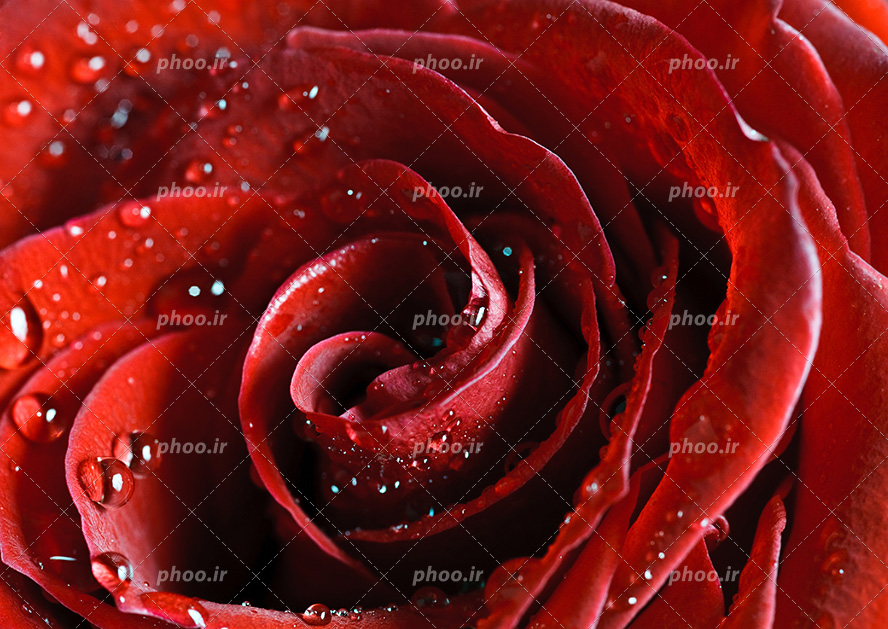 عکس با کیفیت قطره های کوچک و برگ آب بر روی گل برگ های گل رز قرمز ار نمای نزدیک
