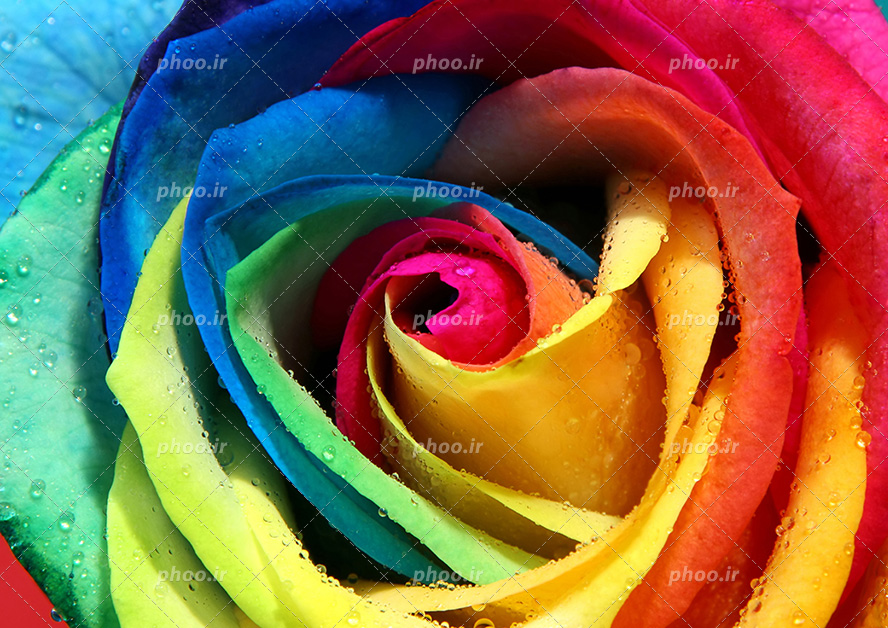 عکس با کیفیت گل هفت رنگ زیبا و قطره های آب بر روی گلبرگ ها از نمای نزدیک