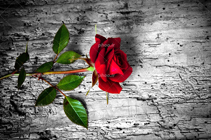 عکس با کیفیت یک شاخه گل رز قرمز بر روی تخته چوب بزرگ به رنگ خاکستری