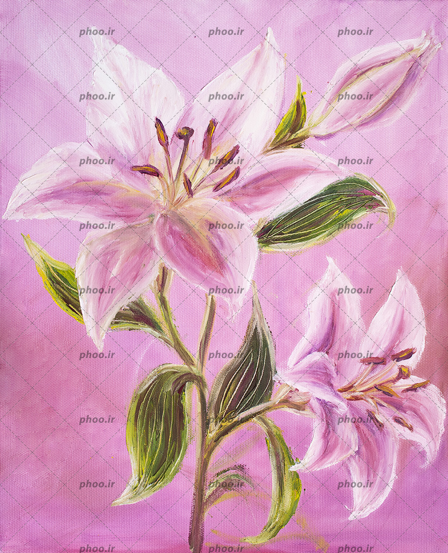 عکس با کیفیت نقاشی گل های لیلیوم به رنگ صورتی همراه با برگ های سبز و پس زمینه به رنگ صورتی