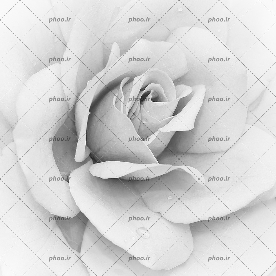 عکس با کیفیت گل باز شده ی سیاه و سفید زیبا