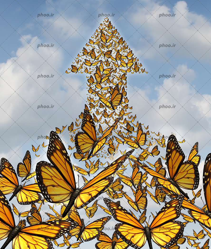 عکس با کیفیت پروانه های زیبا در کنار یکدیگر و به شکل فلش در آسمان آبی