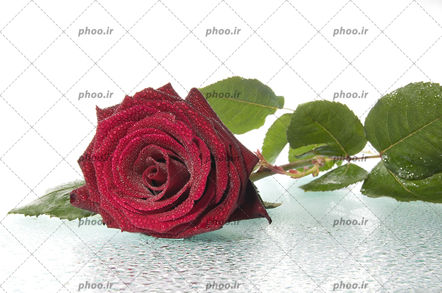 عکس با کیفیت گل رز قرمز یک شاخه بر روی میز شیشه ای و قطره های آب بر روی میز