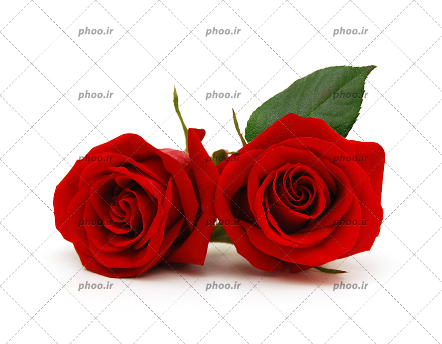 عکس با کیفیت دو شاخه گل رز قرمز در کنار یکدیگر در پس زمینه سفید