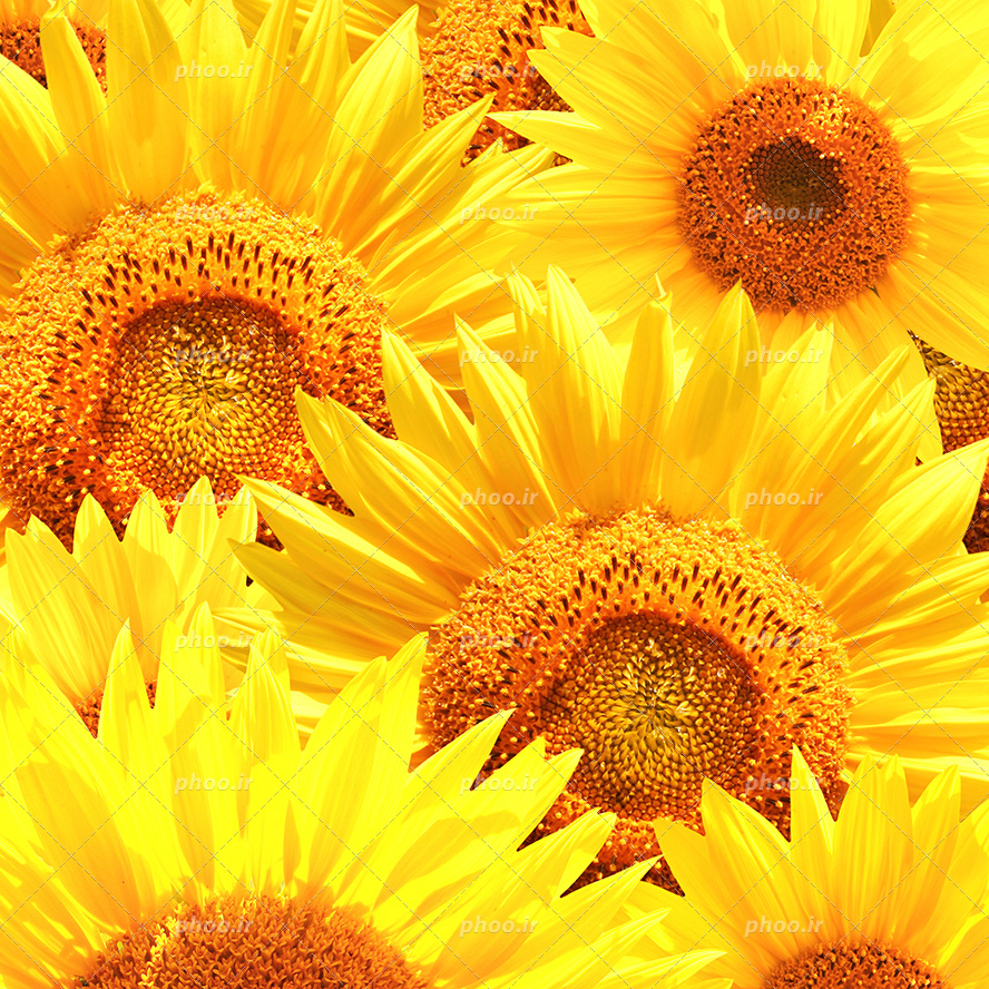 عکس با کیفیت گل های آفتاب گردان زیبا در کنار یکدیگر