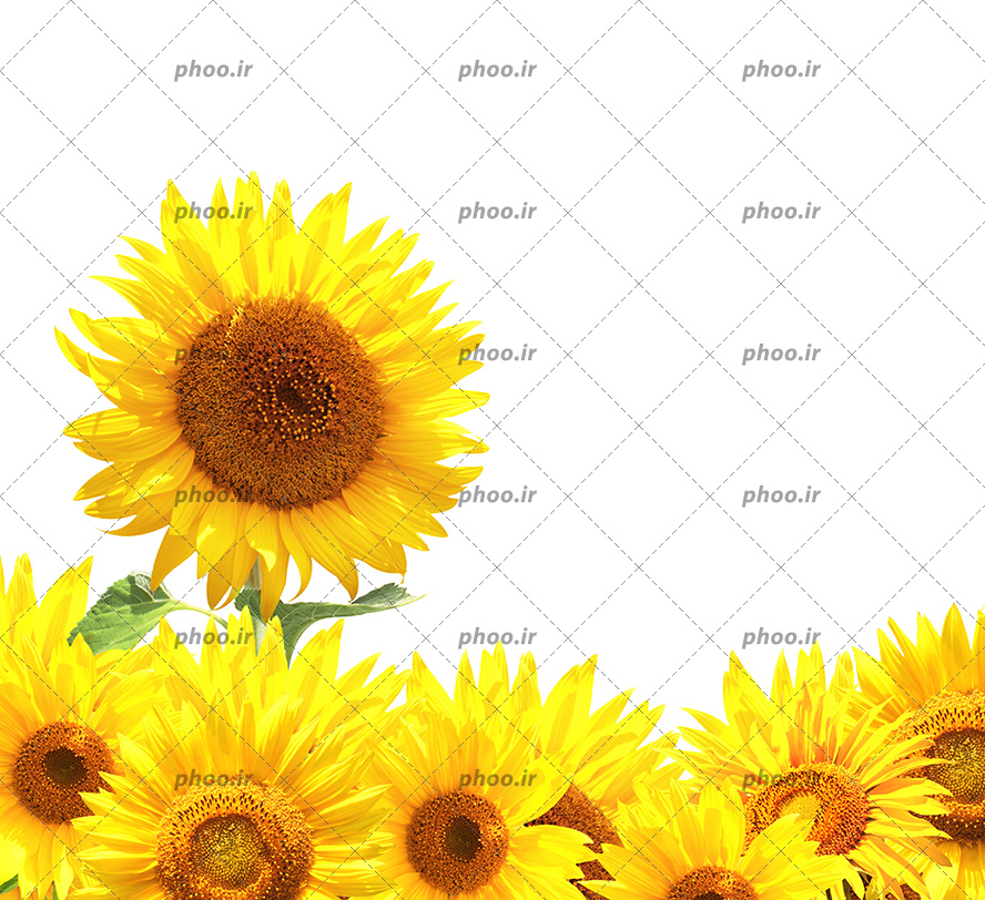 عکس با کیفیت چند گل آفتاب گردان و یک آفتاب گردان با ساقه ی بلندتر در بین گل ها
