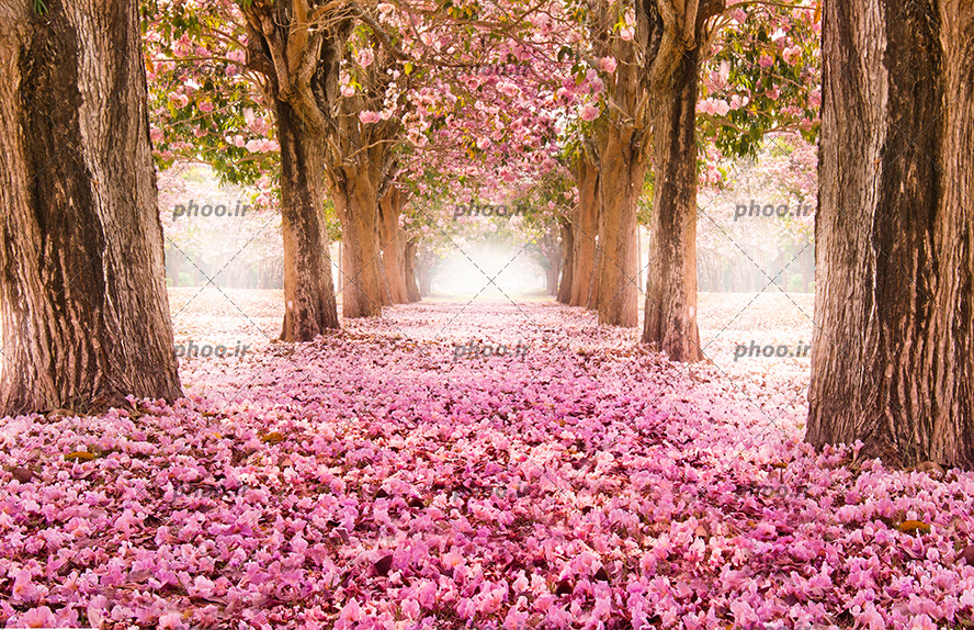 عکس با کیفیت زمین پوشیده شده از برگ های صورتی و درخت ها در کنار یکدیگر و به صورت دو خط موازی