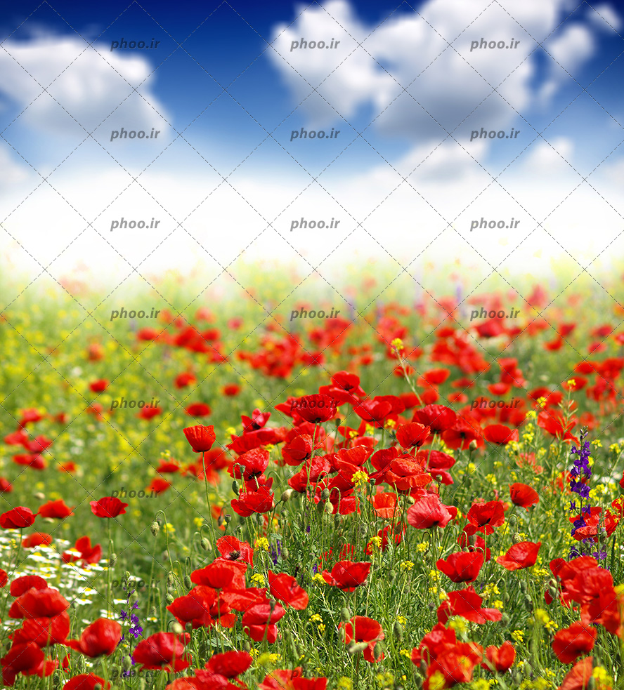 عکس با کیفیت دشت گل های لاله و گل های بابونه در کنارش و آسمان آبی ابری