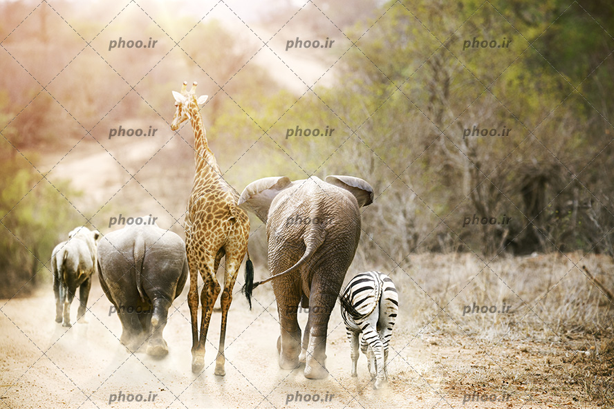 عکس با کیفیت گورخر و فیل و زرافه و کرگدن و شیر در حال راه رفتن در کنار یکدیگر در طبیعت