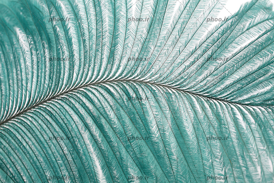 عکس با کیفیت والپیپر و کاغذ دیواری با طرح برگ درخت نخل از نمای نزدیک