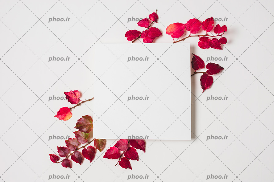 عکس با کیفیت کاغذ مربع سفید بر روی شاخه هایی با برگ های قرمز زیبای پاییزی در پس زمینه سفید