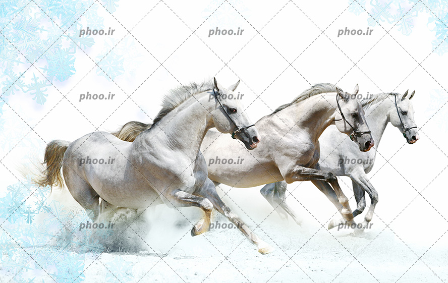 عکس با کیفیت اسب های سفید در حال دویدن در آب های ساحل و پس زمینه به رنگ سفید