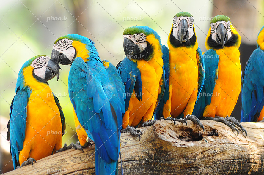 عکس با کیفیت طوطی های آرا به رنگ آبی و زرد زیبا نشسته در کنار یکدیگر بر روی تنه ی درخت