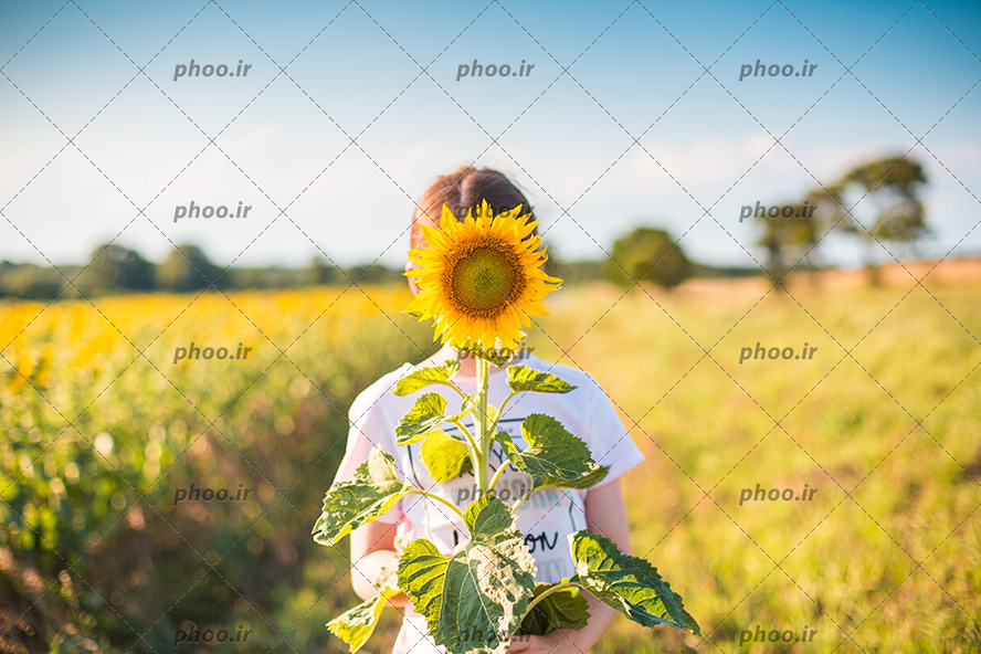 عکس با کیفیت دختر بچه در دشت سرسبز و گرفتن گل آفتاب گردان در مقابل صورتش