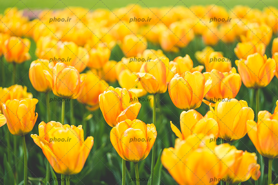 عکس با کیفیت گل های لاله در دشت زیبا از نمای نزدیک