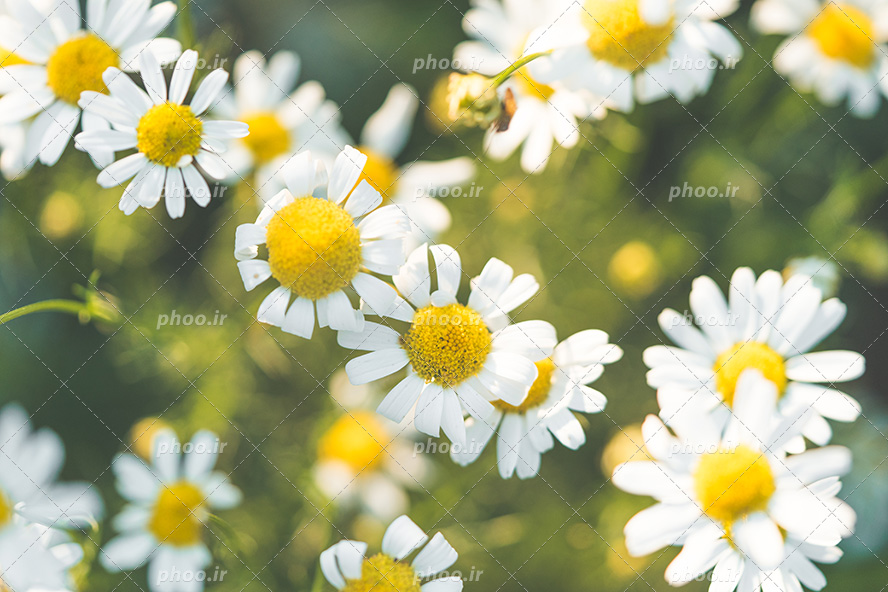 عکس با کیفیت گل های بابونه وحشی از نمای نزدیک