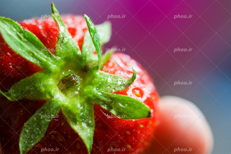 عکس با کیفیت توت فرنگی قرمز و زیبا با برگ سر سبز در دست زن
