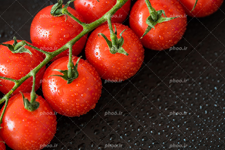 عکس با کیفیت یک بوته گوجه فرنگی و قطره های آب بر روی گوجه ها در پس زمینه مشکی با قطره های آب