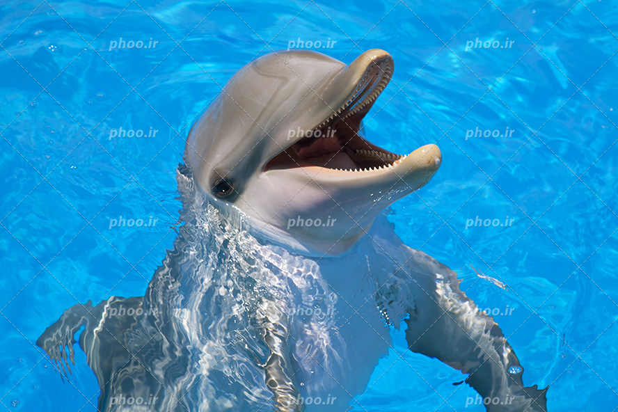 عکس با کیفیت دلفین زیبای خاکستری در حال آموزش دیدن در آب های زلال استخر بزرگ