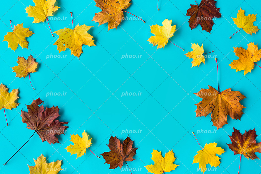 عکس با کیفیت برگ های زرد و نارنجی و قهوه ای چیده شده در کنار یکدیگر در پس زمینه آبی