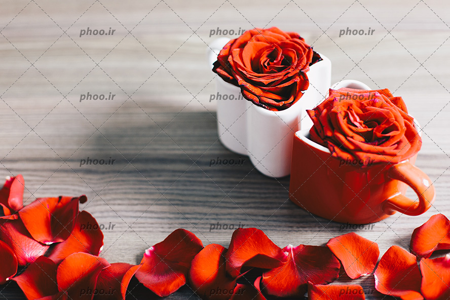 عکس با کیفیت گل های رز قرمز در فنجون هایی به شکل قلب سفید و قرمز و گل پر های قرمز در گوشه تصویر بر روی میز چوبی