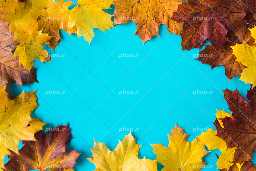 عکس با کیفیت برگ های پاییزی زیبا چیده شده در کنار یکدیگر به شکل قاب در پس زمینه آبی