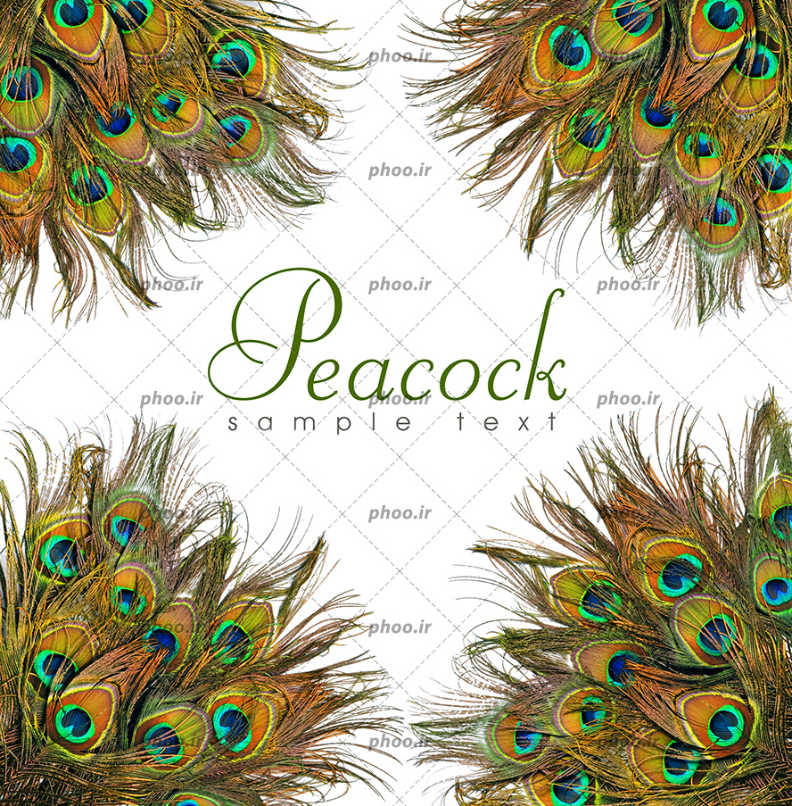 عکس با کیفیت چند پر طاووس در گوشه های تصویر به شکل قاب و مناسب برای کارت تبریک و کارت پستال