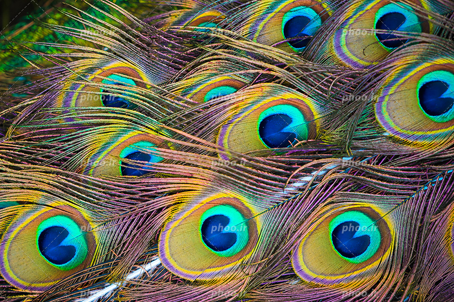 عکس با کیفیت پر های زیبای رنگارنگ طاووس چیده شده روی یکدیگر