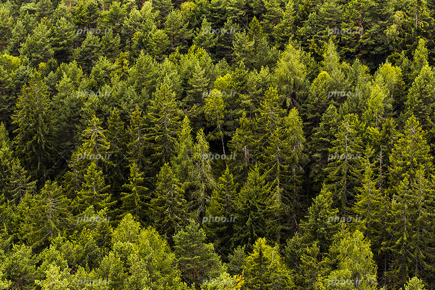 عکس با کیفیت جنگلی با نبوهی از درختان کاج و سر سبز همیشه بهار